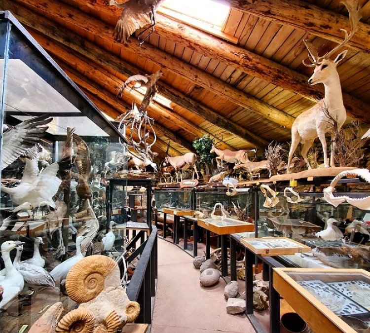idahos-mammoth-cave-shoshone-bird-museum-of-natural-history-photo